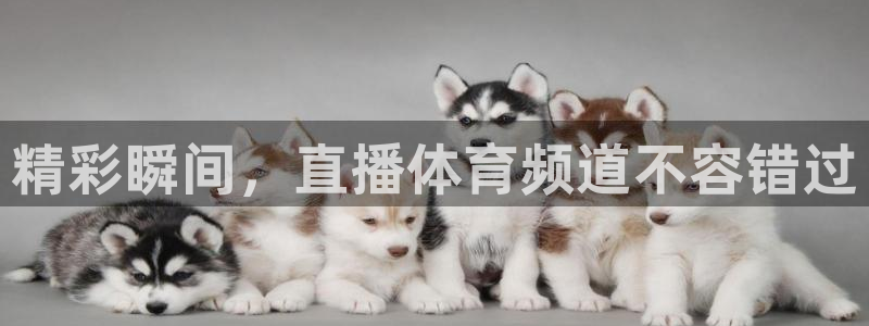 qszb球神直播