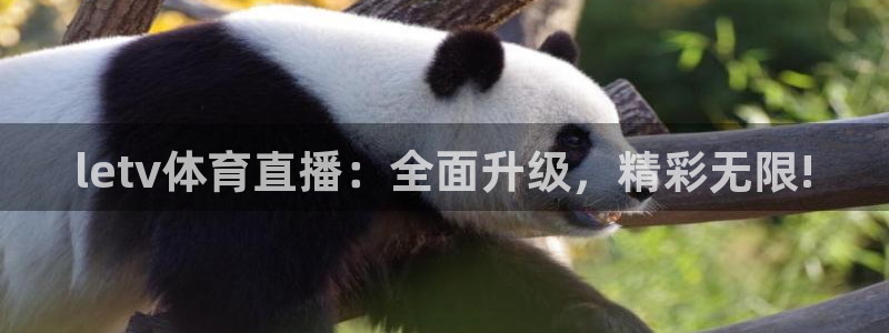 球神体育
